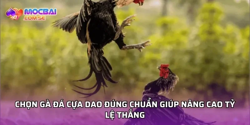 Chọn gà đá cựa dao đúng chuẩn giúp nâng cao tỷ lệ thắng