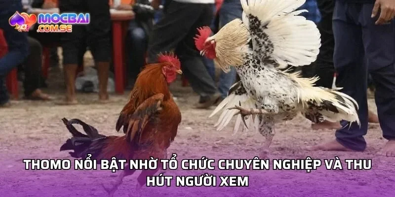 Thomo nổi bật nhờ tổ chức chuyên nghiệp và thu hút người xem