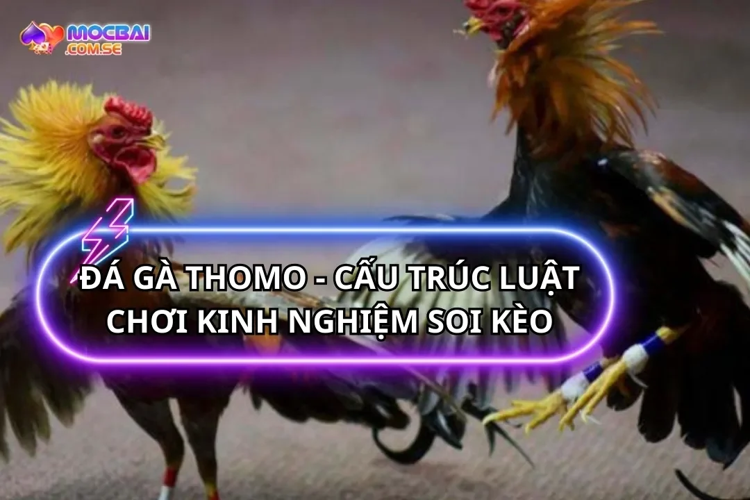 Đá Gà Thomo