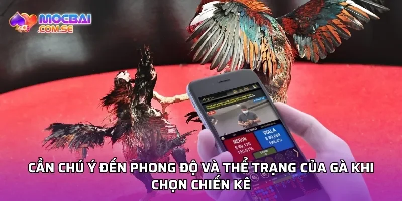 Vì Sao Link Đá Gà Thomo Campuchia Tại Mocbai Uy Tín Hơn