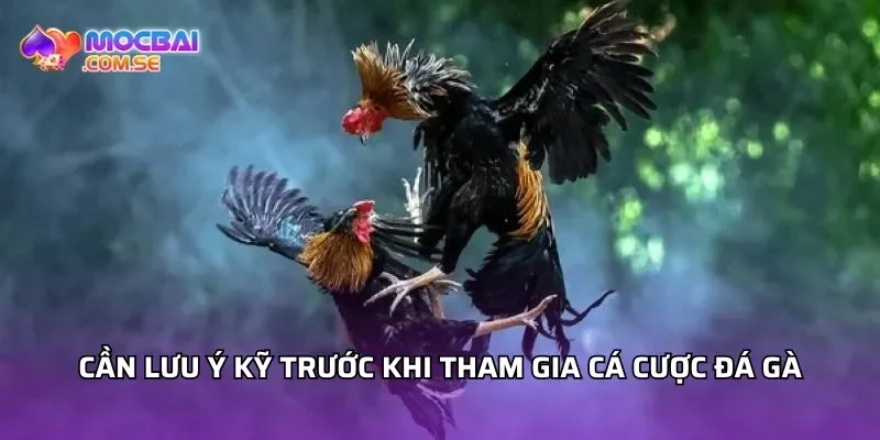 Cần lưu ý kỹ trước khi tham gia cá cược đá gà