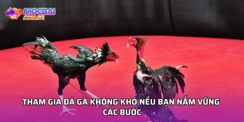 Tham gia đá gà không khó nếu bạn nắm vững các bước