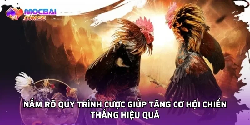 Nắm rõ quy trình cược giúp tăng cơ hội chiến thắng hiệu quả