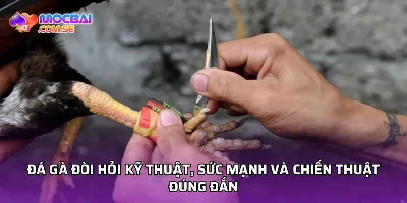 Đá gà đòi hỏi kỹ thuật, sức mạnh và chiến thuật đúng đắn