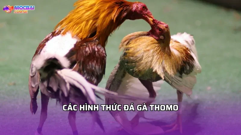 Các hình thức đá gà Thomo phổ biến