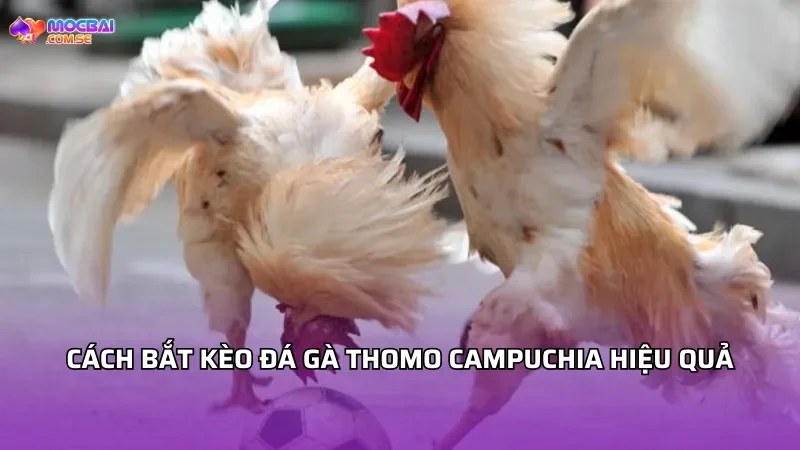 Cách bắt kèo đá gà Thomo Campuchia hiệu quả