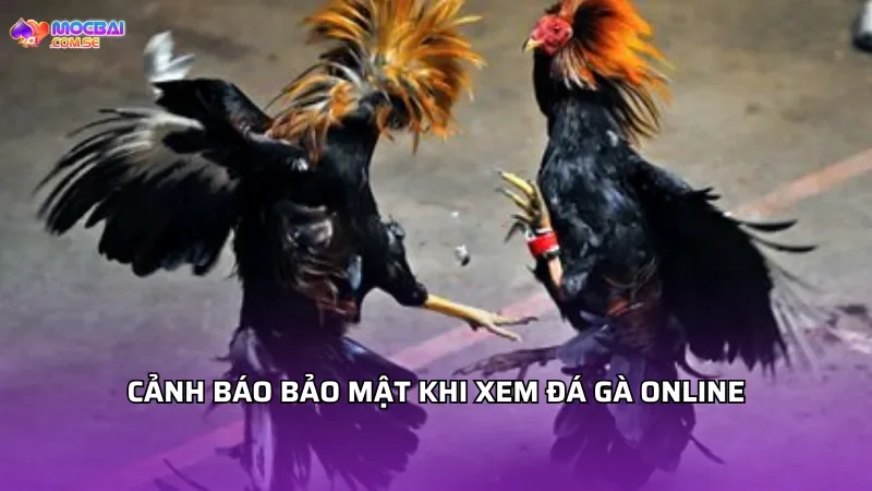 Cảnh báo và hướng dẫn bảo mật khi xem đá gà online