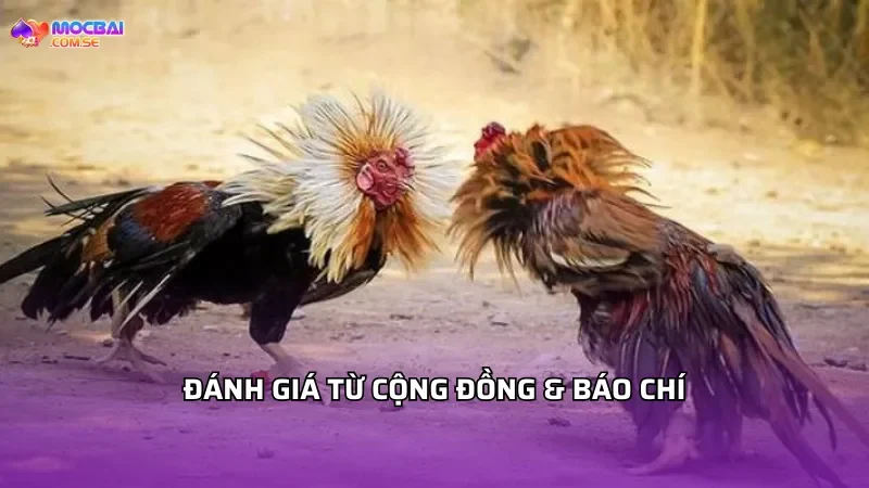 Đánh giá từ cộng đồng & báo chí về đá gà Thomo