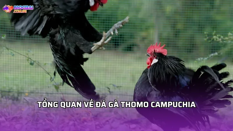 Giới thiệu tổng quan về đá gà Thomo Campuchia