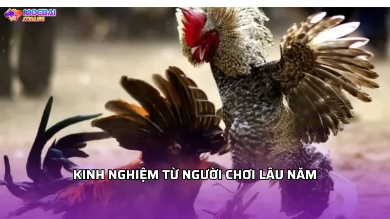 Kinh nghiệm từ người chơi lâu năm tại MOCBAI