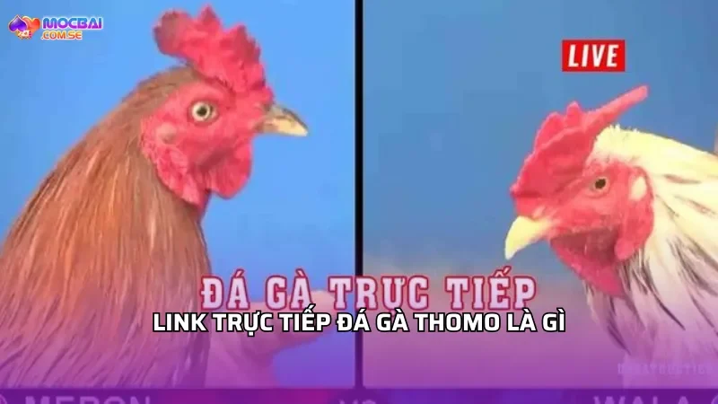 Link trực tiếp đá gà Thomo là gì