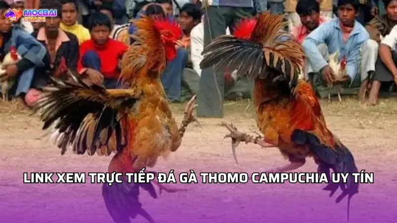 Link xem trực tiếp đá gà Thomo Campuchia uy tín