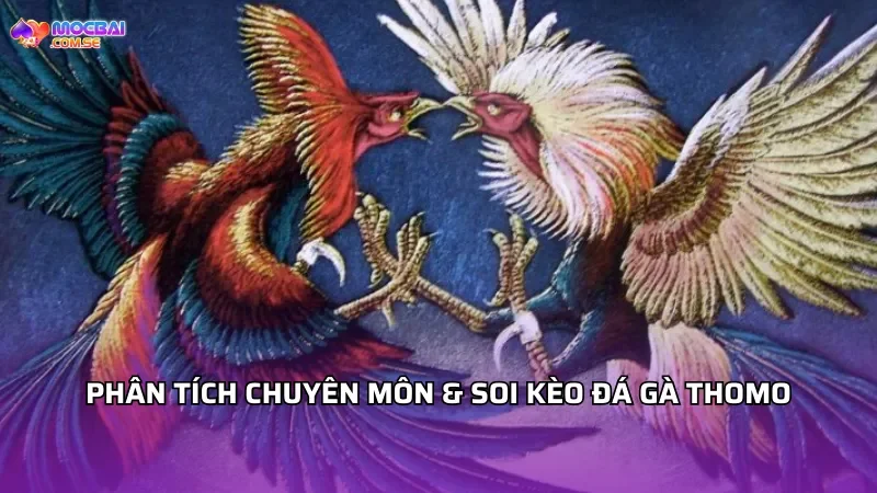 Phân tích chuyên môn & soi kèo đá gà Thomo