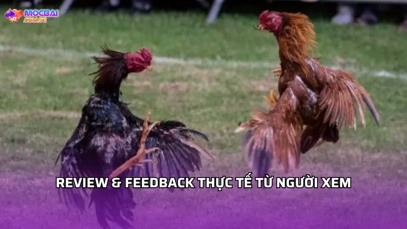 Review & feedback thực tế từ người xem