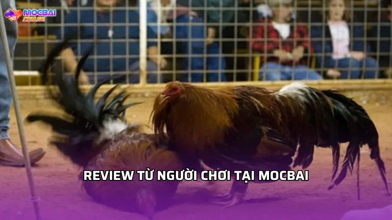 Review của người chơi khi xem link trực tiếp đá gà Thomo tại MOCBAI