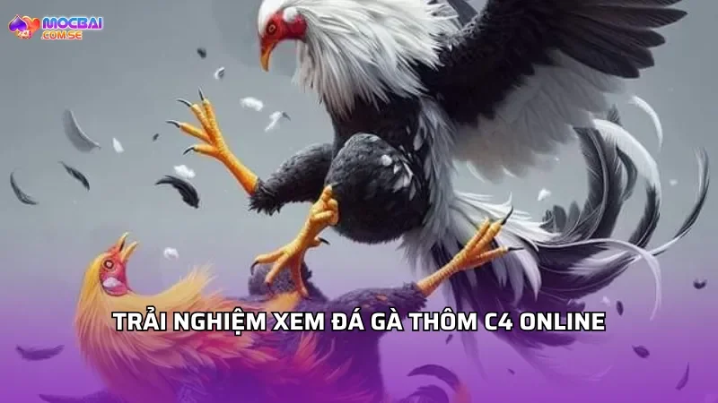 Trải nghiệm xem đá gà Thomo hạng mục C4 online