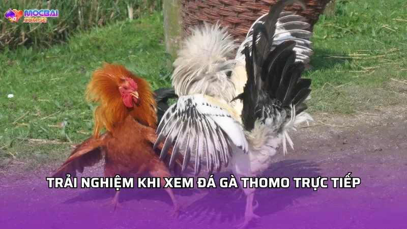 Trải nghiệm khi xem đá gà Thomo trực tiếp